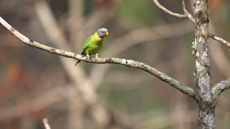 A-female-plum-headed-parakeet-perched-on-a-tree-branch-in-the-Chitwan-National-Park-in-Nepal