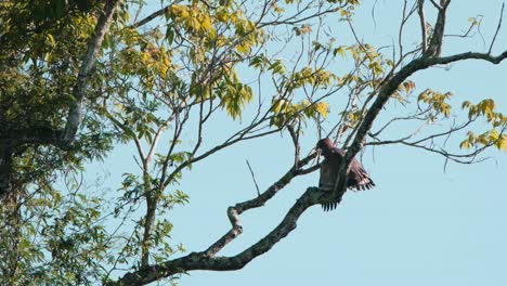 Morning-routine-of-drying-wings-before-flight-while-the-camera-zooms-out,-Crested-Serpent-Eagle-Spilornis-cheela,-Kaeng-Krachan-National-Park,-Thailand