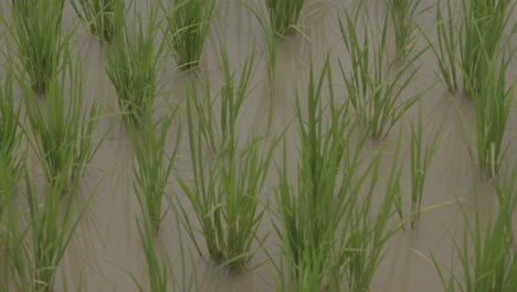 Grüne-Reispflanzen-In-Einem-überschwemmten-Feld,-China
