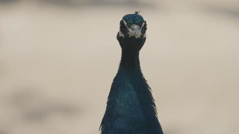Close-up-shot-of-wild-Blue-colored-Peacock-watching-around-in-wilderness-at-sunlight
