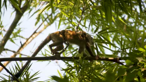 Mother-Squirrel-Monkey-With-Baby-On-Her-Back-Crossing-On-A-Tree-Branch