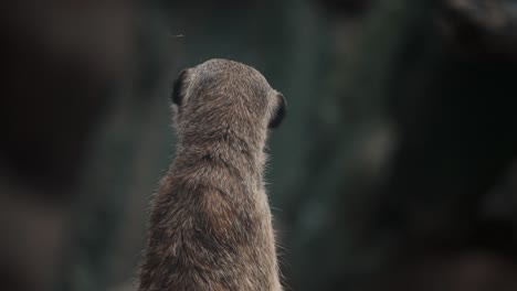 Single-vigilant-meerkat-standing-upright-keeping-a-lookout