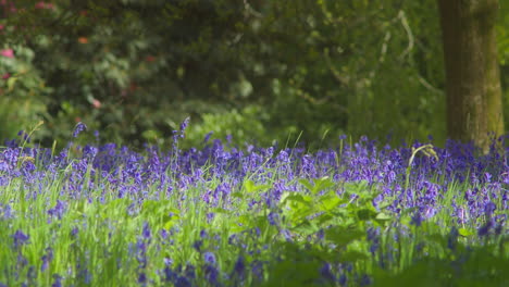 Growing-Bluebell-Field-In-Shallow-Depth-Of-Field-At-Enys-Gardens,-Cornwall,-England