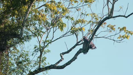 In-Richtung-Der-Kamera-Schauend-Dreht-Sich-Dann-Der-Kopf,-Um-Nach-Links-Zu-Schauen,-Während-Er-Seine-Flügel-Trocknet,-Crested-Schlangenadler-Spilornis-Cheela,-Kaeng-Krachan-Nationalpark,-Thailand