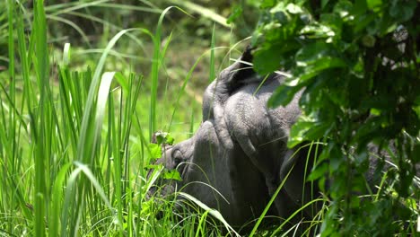 A-close-up-video-of-a-one-horned-rhino-head-as-it-is-grazing-on-the-grass-in-the-Chitwan-National-Park-in-Nepal