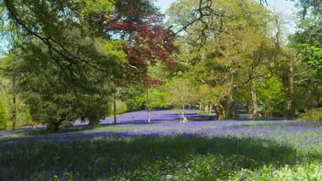 Waldszene-Enthüllte-Einen-Teppich-Aus-Glockenblumen-Mit-Baumkronen-In-Den-Enys-Gardens-In-Cornwall,-England
