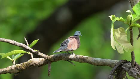 A-red-turtle-dove-or-red-collared-dove-sitting-in-a-tree-preening-its-feathers