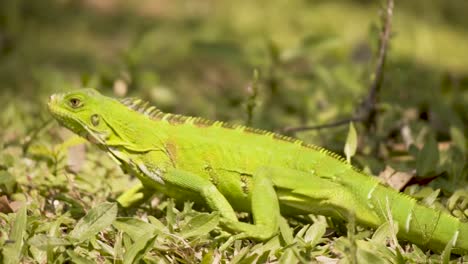 Green-Iguana-Camouflaged-In-Green-Grass.-close-up