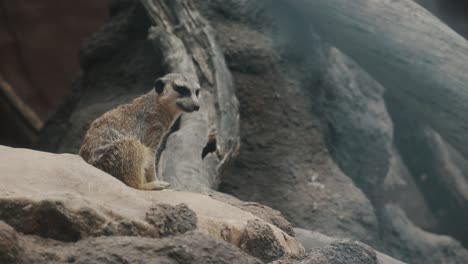 Meerkat-sits-on-rock-looking-around-curiously,-handheld