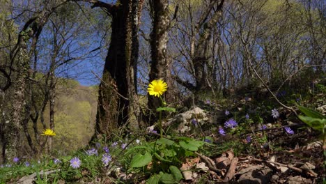 Flores-Amarillas-Y-Violetas-En-El-Lecho-Del-Bosque-Renacido-En-Primavera-Bajo-Los-árboles-Altos-En-Un-Día-Soleado