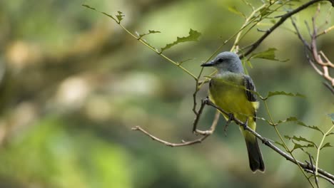 Perching-Couch's-Kingbird-In-Tiny-Branch-Of-Trees