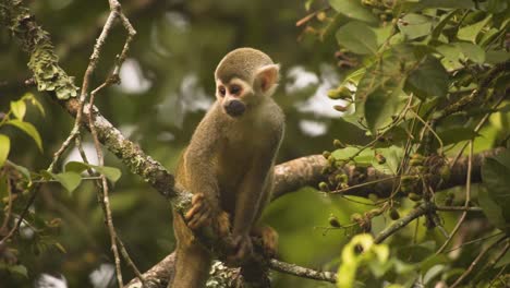 Portrait-Of-A-Common-Squirrel-Monkey-Resting-On-Tree-Branches