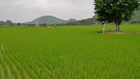 View-of-rice-field-touristic-spot-on-a-cloudy-day-with-a-big-green-tree-in-the-middle-of-the-field-in-China
