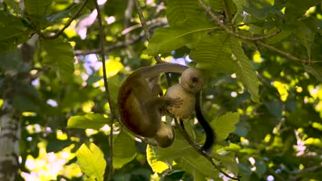 Cute-Common-Squirrel-Monkey-Hanging-Upside-Down-While-Eating-A-Tree-Fruit