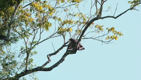 Gesehen,-Wie-Er-Seine-Flügel-Trocknet-Und-Etwas-Isst,-Während-Er-Nach-Links-Blickt,-Crested-Serpent-Eagle-Spilornis-Cheela,-Kaeng-Krachan-Nationalpark,-Thailand