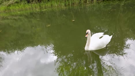 A-white-swan-swimming-on-Oakham-canal-in-Rutland,-the-smallest-county-in-England