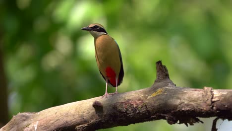 An-Indian-Pitta-perched-on-a-branch-in-the-Chitwan-National-Park-in-Nepal