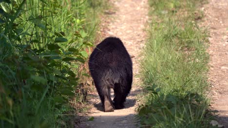 A-sloth-bear-walking-away-down-a-dirt-road-in-the-jungles-of-the-Chitwan-National-Park-in-Nepal