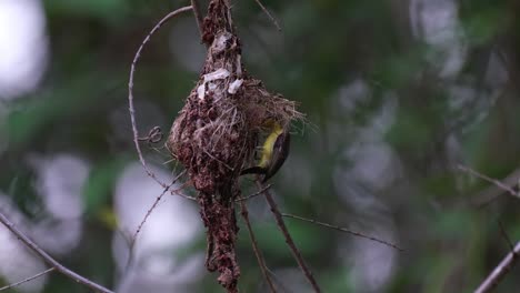 A-nest-hanging-in-the-middle-while-a-parent-bird-arrives-to-feed-its-nestlings,-Olive-backed-Sunbird-Cinnyris-jugularis,-Kaeng-Krachan-National-Park,-Thailand
