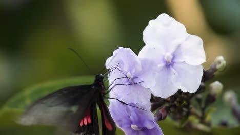 Red-spotted-Swallowtail-While-Sucking-Nectar-On-Brunfelsia-Pauciflora-Flower-In-The-Garden
