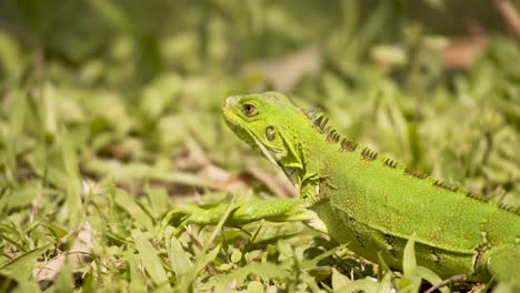 Iguana-Verde-Joven-Arrastrándose-Sobre-Hierba-Verde-Durante-El-Día-Soleado