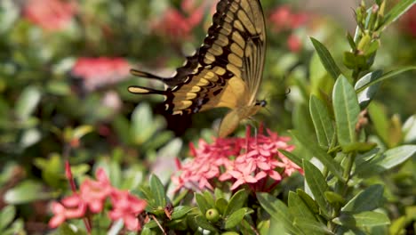 Swallowtail-Butterfly-On-A-Jungle-Geranium-Flower-During-Pollination