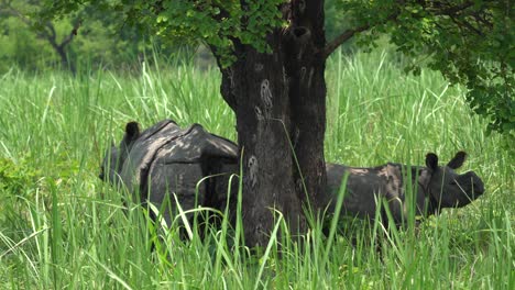 Eine-Mutter-Und-Ein-Baby-Ein-Gehörntes-Nashorn,-Das-Sich-Im-Schatten-Eines-Baums-Im-Grasland-Des-Chitwan-nationalparks-In-Nepal-Entspannt
