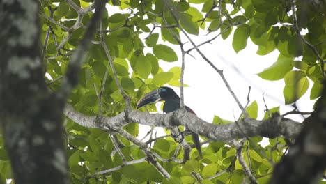 Kastanienohriger-Aracari-vogel,-Der-Auf-Einem-Baum-Mit-üppigem-Laub-Ruht