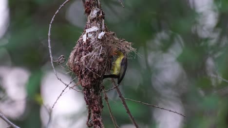 A-nest-hanging-as-the-camera-zooms-out-then-the-bird-arrives-to-deliver-food,-Olive-backed-Sunbird-Cinnyris-jugularis,-Kaeng-Krachan-National-Park,-Thailand