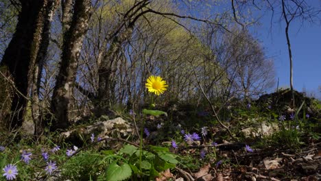 Yellow-flower-surrounded-by-violet-flowers-on-forest-bed-in-spring