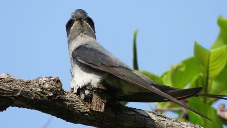Beautiful-crested-treeswift-birds-nest-