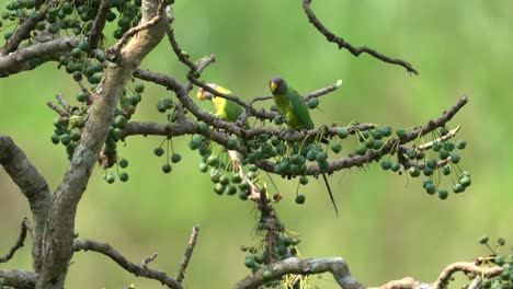 A-female-plum-headed-parakeet-perched-in-a-fruit-tree-eating-the-fruit
