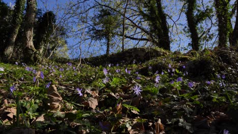 Veilchenblumen-Wiegen-Sich-In-Der-Leichten-Frühlingsbrise-Im-Winterlichen-Wald