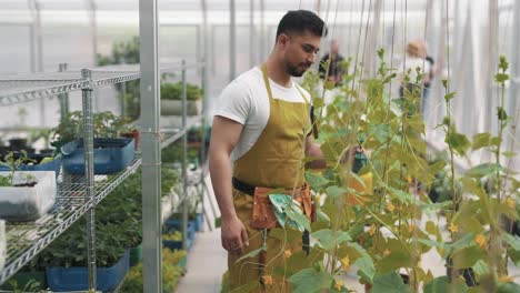 A-handsome-worker-of-Arab-nationality-sprays-plants-in-a-greenhouse