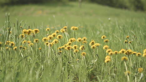 Dandelions-dancing-in-the-wind-in-a-spring-meadow