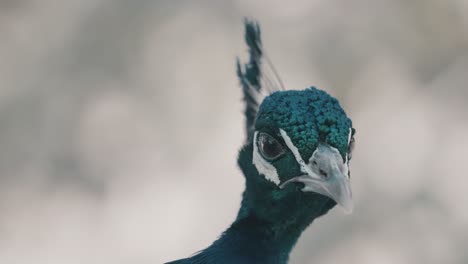 Male-Peafowl-Headshot-With-Shallow-Background.-Close-Up
