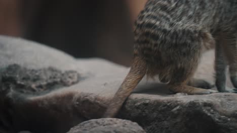 Detailed-close-up-shot-tracking-a-meerkat-clambering-up-a-rock