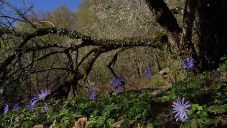 Flores-Violetas-De-Primavera-Bajo-El-Tronco-Del-árbol-Caído-Del-Invierno-Salvaje