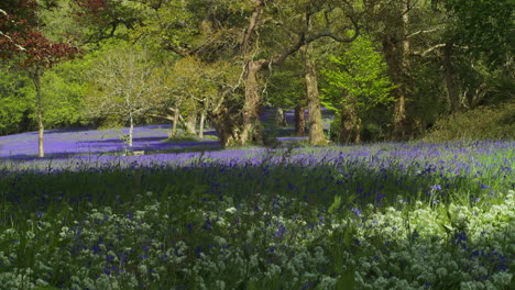 Schöne-Glockenblumen-Auf-Der-Wiese-In-Den-Enys-Gardens-In-Cornwall,-Großbritannien