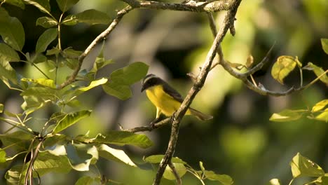 Rusty-margined-Flycatcher-Perched-On-Tree-Branch-On-A-Sunny-Day