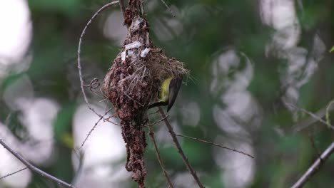 Ein-Nest-In-Der-Mitte,-Dann-Kommt-Ein-Elternvogel-Zum-Füttern,-Olivenrücken-sonnenvogel-Cinnyris-Jugularis,-Kaeng-Krachan-Nationalpark,-Thailand