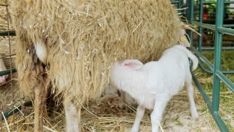 Hungriges-Junges-Weißes-Lamm-Saugt-Milch-Von-Mutterschafen-Im-Gehege
