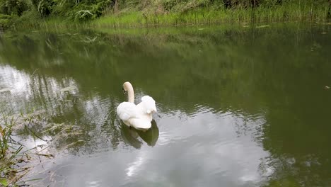 Un-Cisne-Blanco-Nadando-En-El-Canal-De-Oakham-En-Rutland,-El-Condado-Más-Pequeño-De-Inglaterra