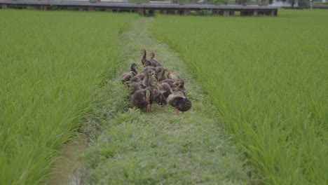 A-herd-of-ducklings-cleaning-their-down-feathers-on-pathway-between-rice-fields-in-China