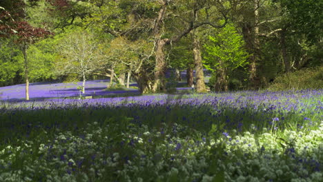 Menschen-In-Der-Ferne-Zu-Fuß-Und-Teppich-Aus-Glockenblumen-Unter-Dem-Schatten-Der-Bäume,-Eine-Ländliche-Szene-In-Enys-Gardens,-Cornwall
