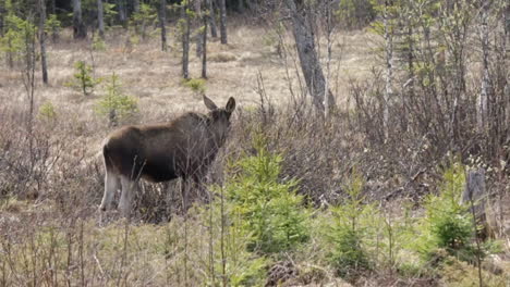 Lonely-moose-eating-on-a-bush-in-the-northern-part-of-Sweden