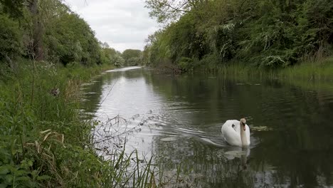 A-swan-swimming-towards-the-camera-on-the-Oakham-canal-near-to-the-small-market-town-of-Oakham-in-the-smallest-county-of-Rutland-in-England,-United-Kingdom