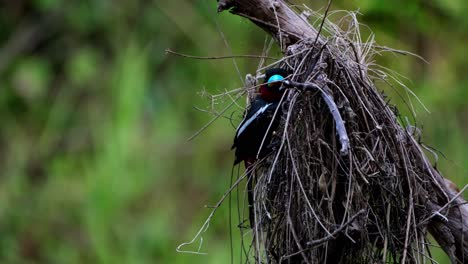 Schwarz-roter-Breitschnabel,-Cymbirhynchus-Macrorhynchos,-Direkt-In-Die-Kamera-Schauend,-Während-Er-Auf-Der-Mündung-Seines-Nestes-Sitzt,-Kaeng-Krachan-Nationalpark,-Thailand