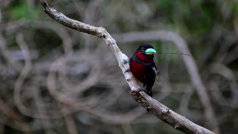 With-some-twig-in-its-mouth-to-be-used-in-building-its-nest,-Black-and-red-Broadbill,-Cymbirhynchus-macrorhynchos,-Kaeng-Krachan-National-Park,-Thailand