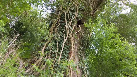 An-old-tall-tree-surrounded-by-creepers-growing-on-its-trunk-along-with-other-vegetation-growing-around-it,-There-appears-to-be-hollow